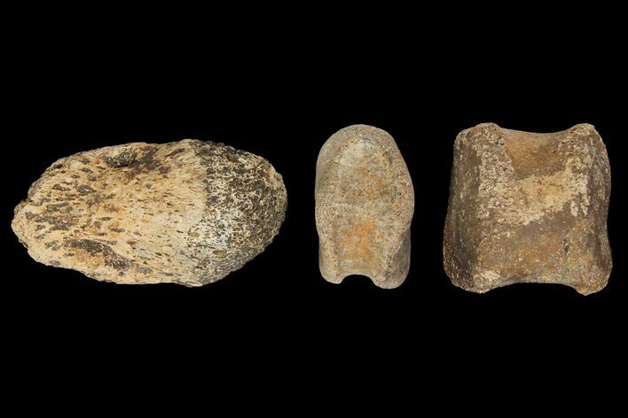 Composite Hadrosaur Finger - Alberta (Disposition #-) #100784